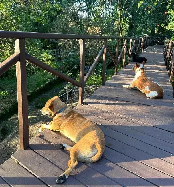 Two dogs lying in the sun on the monastery’s wooden walkway