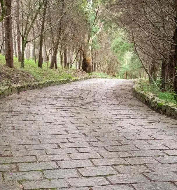 Stone-paved path lined with tall trees