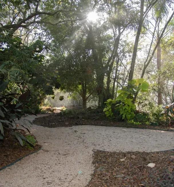 Sandy clearing surrounded by trees and plants