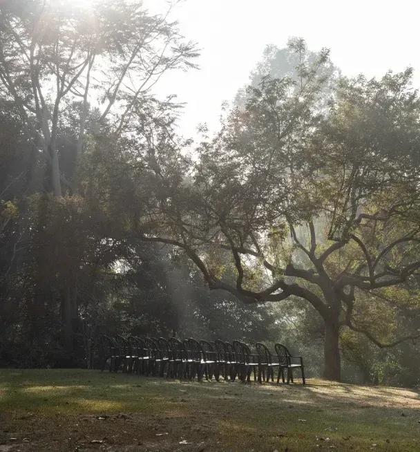 Morning light streaming through a large tree over rows of chairs